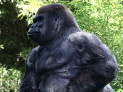 'Bantú' falleció en el Zoológico de Chapultepec el pasado jueves cuando iba a ser trasladado a Guadalajara. SUN / ARCHIVO