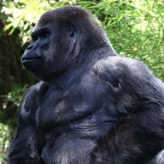 La CDH capitalina investiga muerte de 'Bantú'