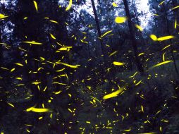 Cada año, durante junio, julio y agosto,miles y miles de luciérnagas buscan reproducirse. NTX / ARCHIVO