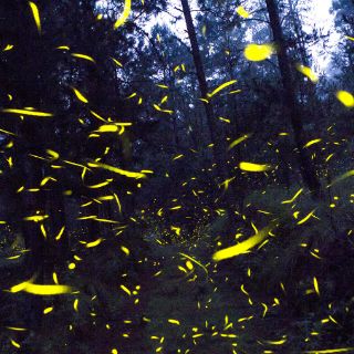 Luciérnagas, las otras víctimas del turismo excesivo