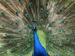 Consideran de gran importancia el nacimiento de los pavorreales, debido a que no se reproducen con facilidad. NTX / ARCHIVO