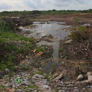 Naturaleza revive en Tajamar tras devastación