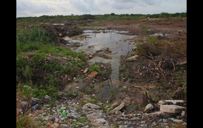 La vegetación reverdece y resurgen especies de flora y fauna silvestre, así como de aves. SUN / RDB