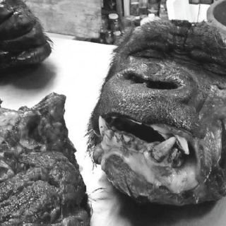 Cuestionan protocolo de necropsia del gorila 'Bantú'