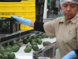 En plazas de Guadalajara, Jalisco, el kilo de aguacate se ofrece en 65 pesos; se ha vuelto en un lujo para los tapatíos. EL INFORMADOR / ARCHIVO