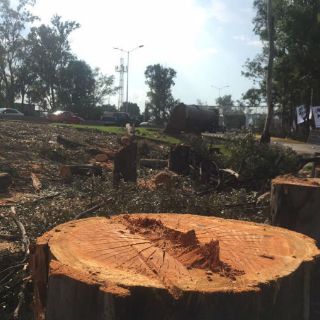 Denuncian tala de medio centenar de árboles en Zapopan