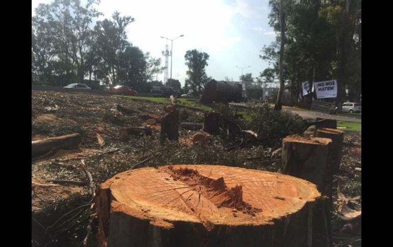 Trabajadores colocaron mantas para frenar la tala de los ejemplares. FACEBOOK / Cervecería Minerva