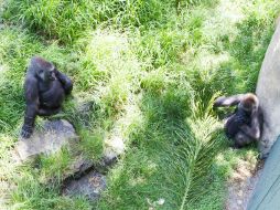 Los tres ejemplares existentes en el país son hembras, 'Chencha' (Izquierda) y 'Faustina', en Guadalajara; y 'Arilla' en el Edo. Méx.  /