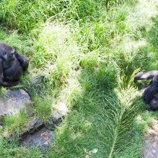 'Viudas de Bantú', en riesgo de morir sin volver a reproducirse