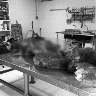 Hay registro de quien fotografió necropsia de 'Bantú': Mancera