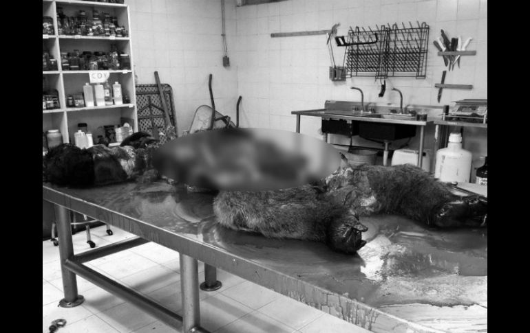 Mancera asegura que su administración tiene registro de quien tomó las fotografías de la necropsia del gorila ''Bantú''. SUN / ARCHIVO