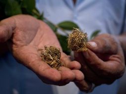 Los familiares dicen que tras ingerir hongos silvestres, las víctimas presentaron dolores abdominales y de cabeza. NTX / ARCHIVO