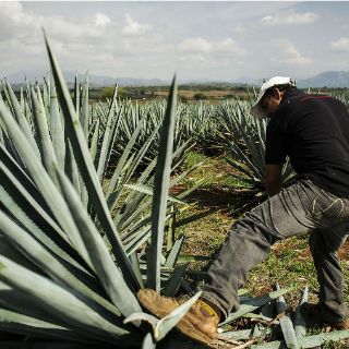 Tras declaratoria, crece seis veces turismo en ruta agavera