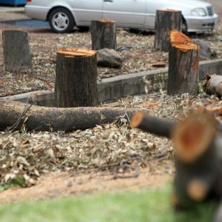Por nodo vial, la SIOP donará mil 500 árboles a Zapopan