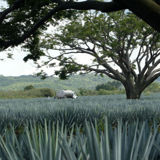 Paisaje agavero, 10 años como patrimonio cultural
