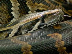 La pitón fue una gran embajadora para su especie y participó en televisoras locales con sus cuidadores. ESPECIAL / louisvillezoo.org