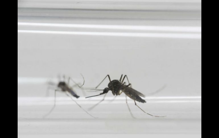 En Texas hay 59 casos de zika, tres de ellos en mujeres embarazadas, y todos están relacionados a viajes al extranjero. AP / ARCHIVO