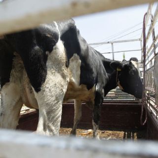 Paridad peso-dólar pegaría en el precio de la leche: Canilec