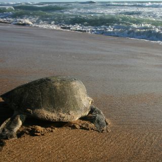 Puerto Vallarta realiza programa de protección a tortuga