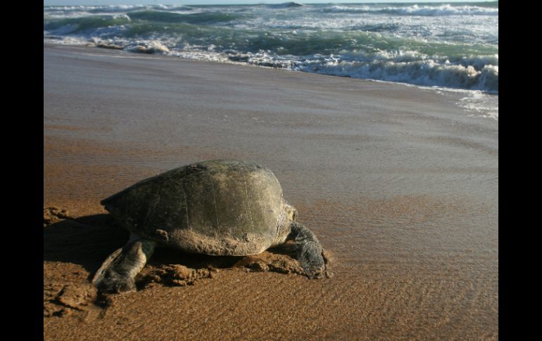A lo largo del año se imparten talleres de educación ambiental referente a las especies protegidas en la costa de Jalisco. EL INFORMADOR / ARCHIVO
