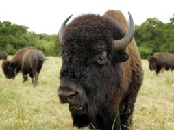 De acuerdo con el zoológico de Chapultepec, la hembra de bisonte dejó una cría de dos meses de edad. AP / ARCHIVO