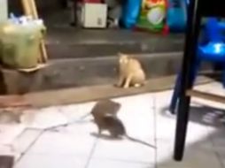 El comportamiento del gato dista mucho del que se espera de un cazador natural. YOUTUBE / top videos