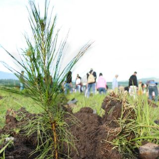 Tlajomulco reforesta su territorio con más de cuatro mil árboles