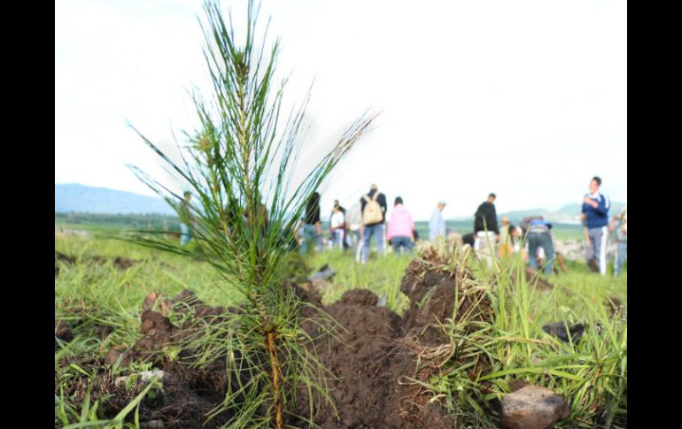Hasta el momento en el Cerro del Gato, que tiene una superficie de 24 hectáreas, se han plantado 21 mil árboles. ESPECIAL / Gobierno de Tlajomulco