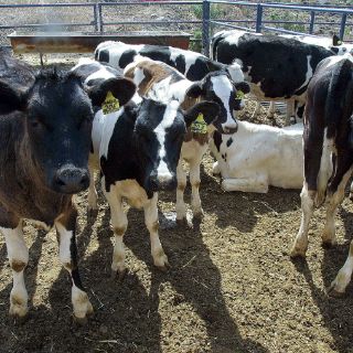 Jalisco aporta 5.8 millones de litros de leche diarios al país