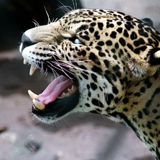 El leopardo regresa al Cáucaso ruso tras décadas de extinción