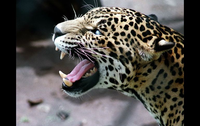 Para estabilizar la población en el área será necesario soltar al menos medio centenar de 50 animales. NTX / ARCHIVO