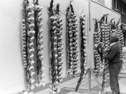 Quizá el ajo no sea lo mejor para tener un buen aliento, pero es buenísimo para reducir la inflamación. EL INFORMADOR / ARCHIVO