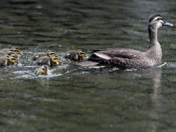 Los patitos pueden identificar y seguir a su madre a través de una 'impronta' que se produce sólo 15 minutos después de nacer. AP / ARCHIVO