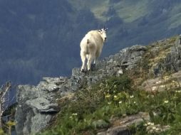 La policía dice que los agentes recibieron una llamada paar advertir que la gente acosaba al animal, el cual murió por accidente. AP / ARCHIVO