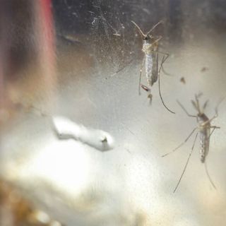 Florida investiga posible primer caso de zika autóctono