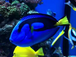 El logro significa que un día los acuarios y exhibiciones de vida marina pudieran no tener que depender de su captura en oceános. ESPECIAL /