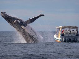 El fotógrafo John Goodridge captó la ballena junto a los despistados pasajeros. FACEBOOK / Whale Watching Sydney