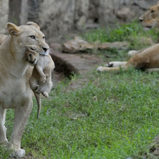 Realizan eutanasia a Leona en zoológico de Aragón