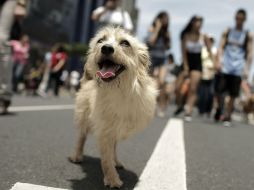 Uno de los principales problemas es que, cuando denuncian a un animal maltratado, las autoridades llegan y éste ya no se encuentra. EFE / ARCHIVO