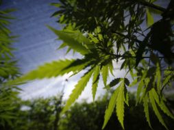 Los daños no se reducen a la venta de droga, los narcotraficantes mexicanos contaminan con  pesticidas ilegales. NTX / ARCHIVO
