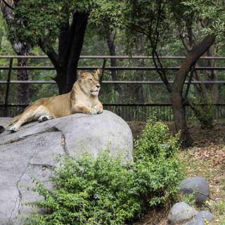 Exigen redefinir al Zoológico de Chapultepec