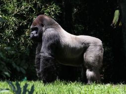 Bantú iba a ser trasladado al zoológico de Guadalajara. SUN / ARCHIVO