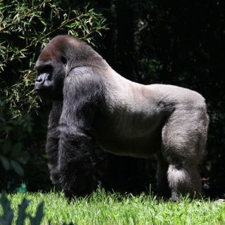 Resultado de necropsia de 'Bantú' aún no está listo, asegura Mercado