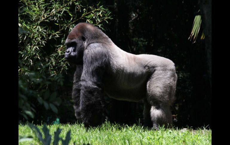 Bantú iba a ser trasladado al zoológico de Guadalajara. SUN / ARCHIVO