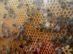 El veneno de la abeja no es tóxico sólo causa dolor e inflamación sin embargo cuando hay una reacción alérgica podría causar la muerte. EL INFORMADOR / ARCHIVO