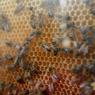 Insectos que pueden provocar la muerte