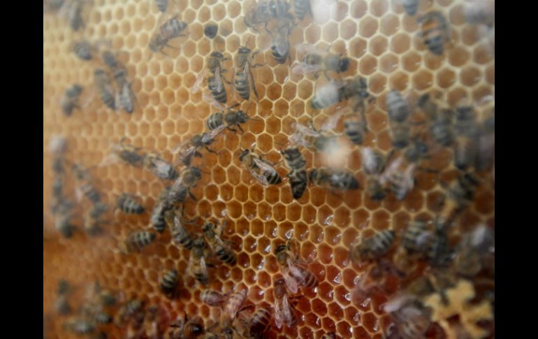 El veneno de la abeja no es tóxico sólo causa dolor e inflamación sin embargo cuando hay una reacción alérgica podría causar la muerte. EL INFORMADOR / ARCHIVO