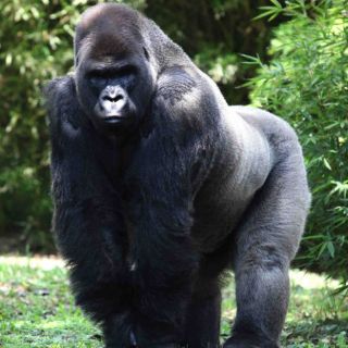 Confirman comparecencia de Tanya Müller por caso 'Bantú'