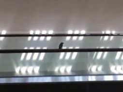 El pajarito posa sobre la banda y se deja llevar de extremo a extremo para después volar y pasearse de nuevo. TWITTER / @ziyatong