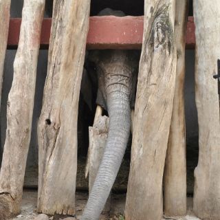 Elefante mata por accidente a niña en zoológico marroquí